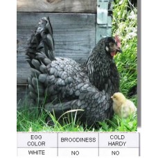 Blue Andalusian Chicken